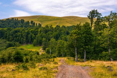 Huş ağacı orman dağlara yol