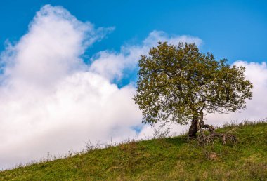 çimenli bir yamaca yalnız ağaç