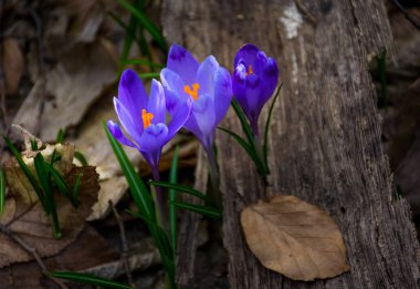 Orman mor bitkisi çiçeği.