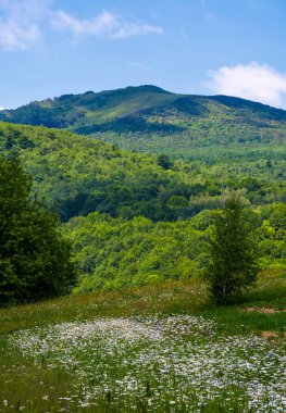 papatyalar yamaca ile çimenli alan