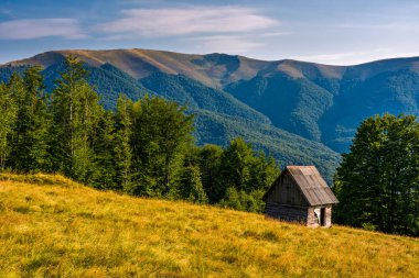 dağlarda çimenli yamaçta döken