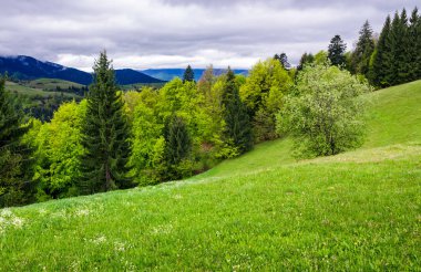 ormanlık yamaca otsu çayır