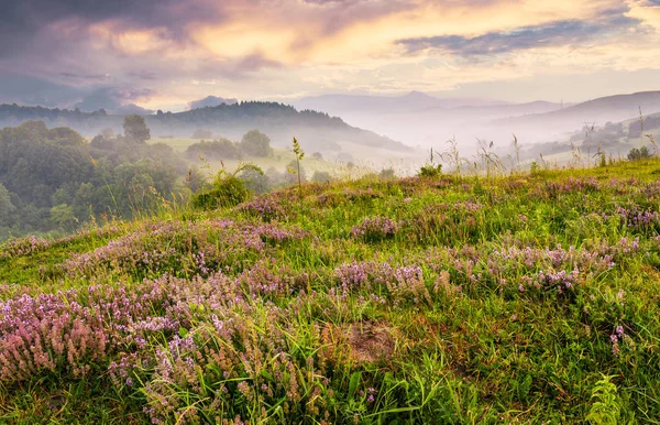 Grassy hills with flavoring thyme at foggy sunrise — Stock Photo, Image