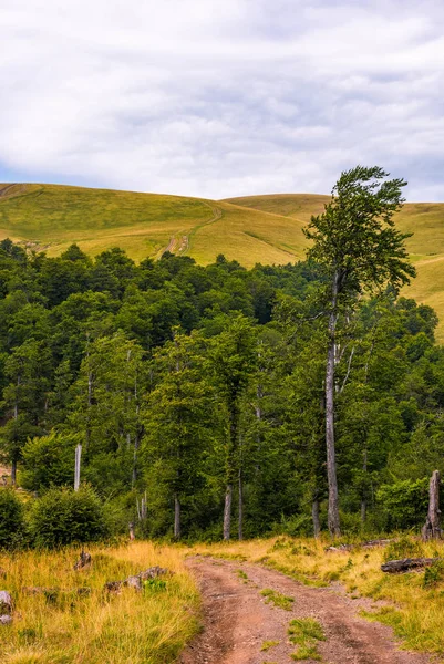 Path through birch forest to the mountains — Stock Photo, Image