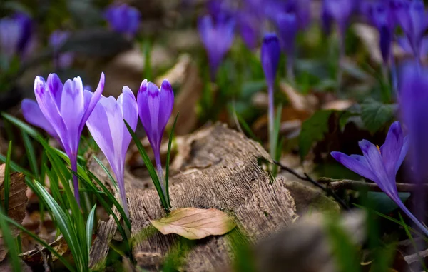 Фиолетовый крокус цветы в лесу — стоковое фото
