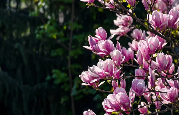 Kwiat magnolii na rozmazane tło — Zdjęcie stockowe