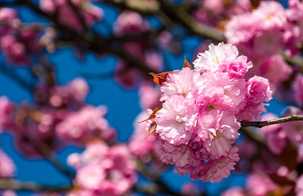 Pink blossomed sakura flowers — Stock Photo, Image