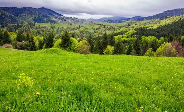 Prairie herbeuse sur colline boisée — Photo