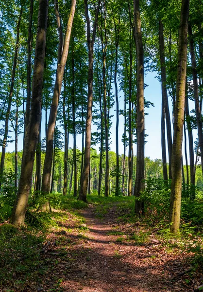 Caminho através da floresta com árvores altas — Fotografia de Stock