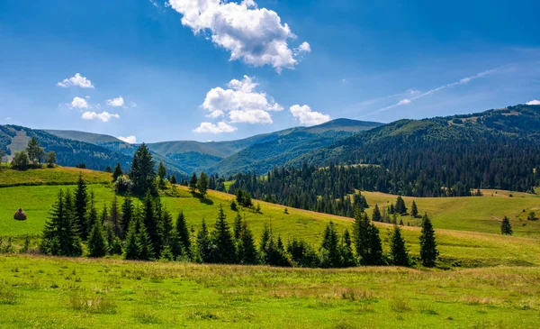 Forêt d'épinettes sur les collines herbeuses de Pylypets — Photo