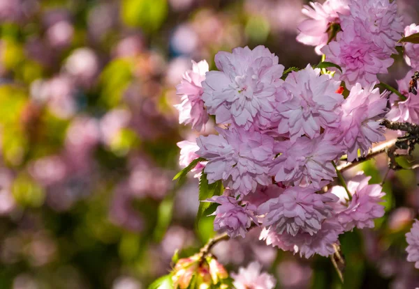 Flor Sakura flor na primavera — Fotografia de Stock