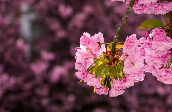 Fioritura di fiori Sakura in giardino in primavera — Foto Stock