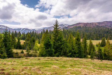 kozalaklı orman bahar içinde tepeler üzerinde