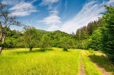 toprak yol boyunca terk edilmiş elma bahçesi