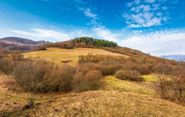 Orman bir dağ tepe tarafında