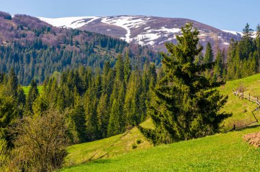 çimenli yamaca çam ağaçları