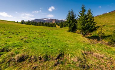 çimenli yamaca çam ağaçları