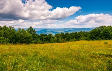çimenli glade yamaca orman arasında