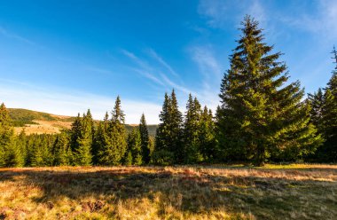 Klasik Karpat dağ manzara kozalaklı ormanda