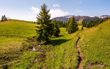 ormana çimenli yamaç içinde yol