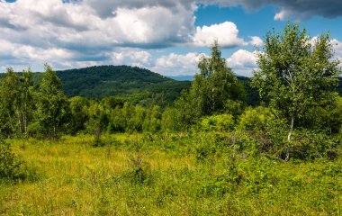 bulutlu bir günde ormandaki otsu çayır