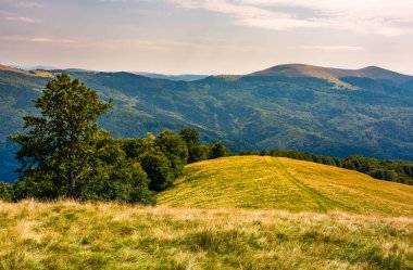 Kayın Ormanları Karpat Dağları'nın