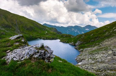 Capra buzul Fagaras Dağları