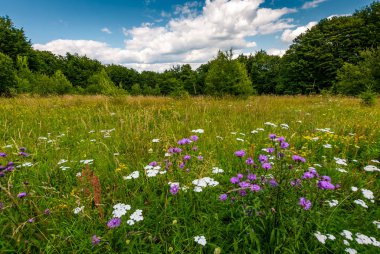 çimenli glade ile yabani otlar