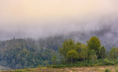 Huş ağacı orman sisli sabahı