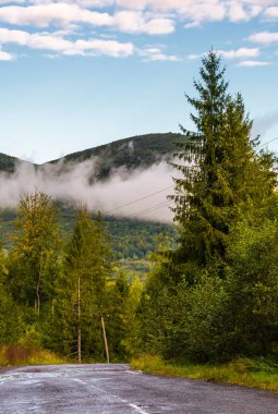 asfalt yol sisli sabahı ormanı