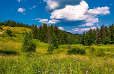 çimenli alan ve yaz aylarında Ladin ormanı