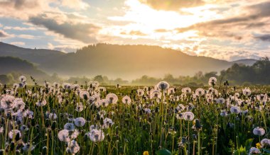 field of white fluffy dandelions at sunrise clipart