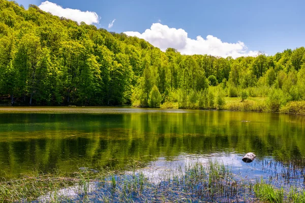 Precioso estanque en el bosque en una ladera —  Fotos de Stock