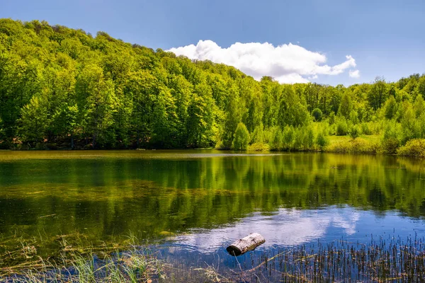 丘の中腹の森の中の素敵な池 — ストック写真