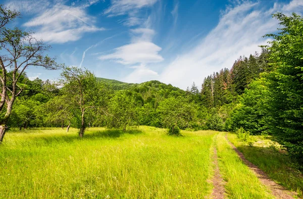 Zandweg door verlaten appelboomgaard — Stockfoto