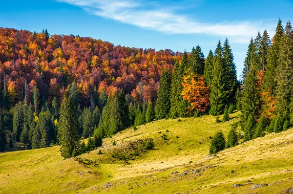 Grassy hillside with mixed forest in autumn — Stock Photo, Image