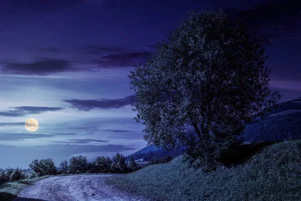 Árvore na encosta gramada pela estrada à noite — Fotografia de Stock