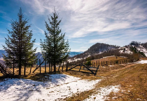 Hillside çit yakınındaki çam ağaçları — Stok fotoğraf