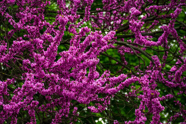 Весной расцветает дерево Иуды
