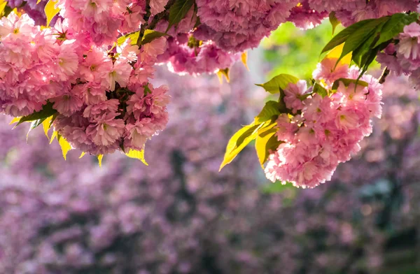Sakura-Blüte im Frühling — Stockfoto