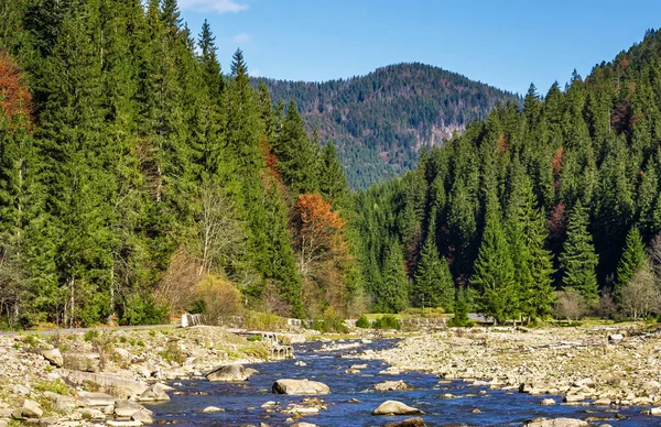 Jesienny krajobraz z rzeką w Las świerkowy — Zdjęcie stockowe