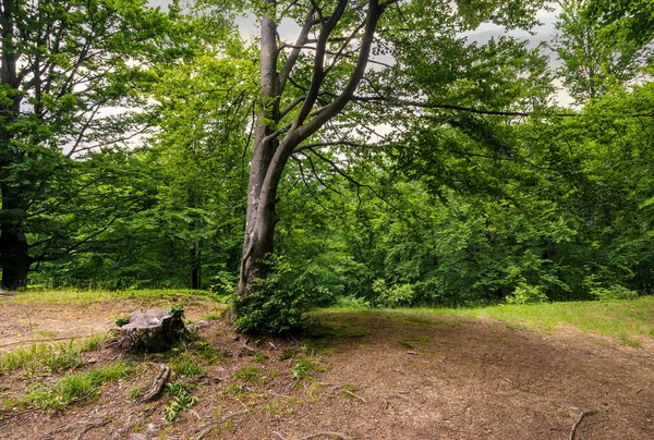 Árboles de bosque antiguo profundo —  Fotos de Stock