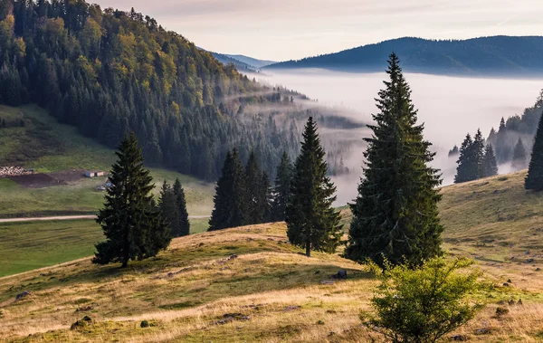 Τα κωνοφόρα δάση στην πλαγιά ενός λόφου στα ομιχλώδη βουνά με την Ανατολή — Φωτογραφία Αρχείου