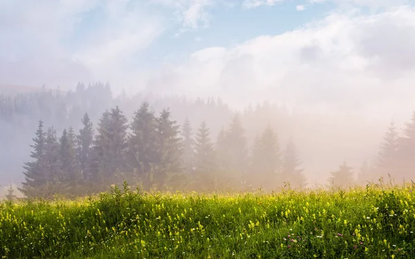 トウヒの森の霧日の出 — ストック写真