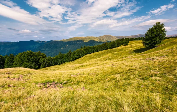 カルパチア山地の草が茂った斜面上の豪華な天気 — ストック写真