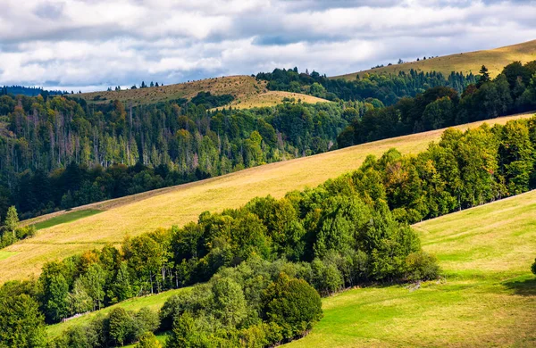 bulutlu bir günde ormanlık haddeleme hill