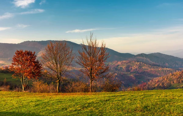 Linha de árvores com folhagem vermelha em uma encosta gramínea — Fotografia de Stock