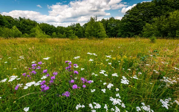 Çimenli glade ile yabani otlar — Stok fotoğraf