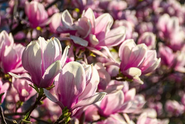 Kwiat magnolii na rozmazane tło — Zdjęcie stockowe