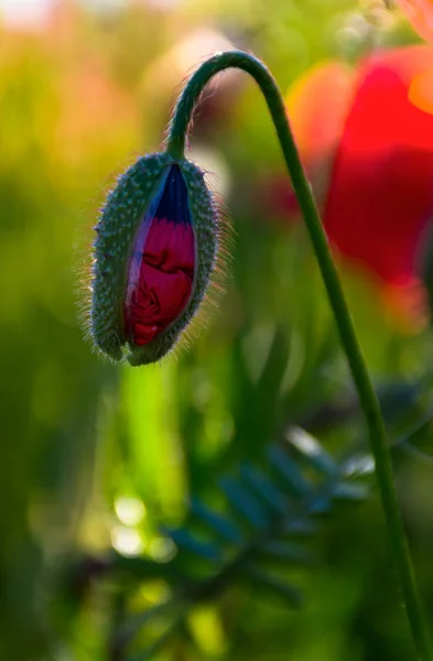 Apertura fiori di papavero da vicino nel campo — Foto Stock